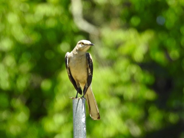 Northern Mockingbird