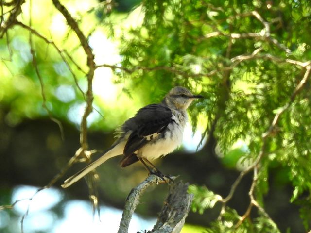 Northern Mockingbird