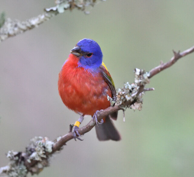 Painted Bunting