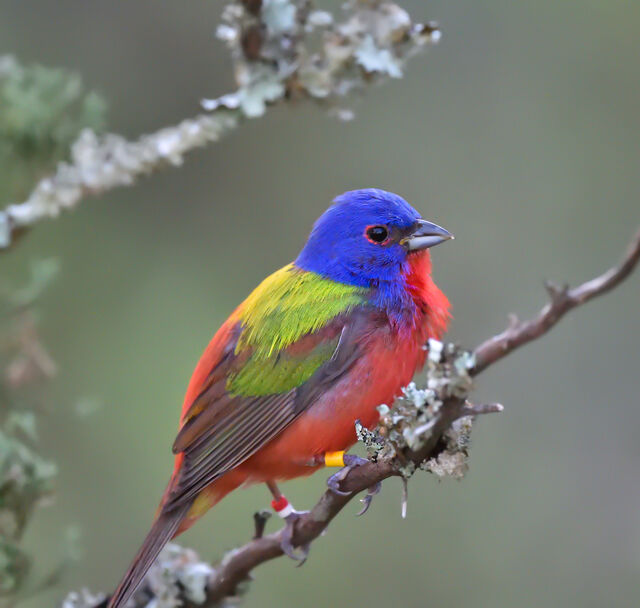 Painted Bunting