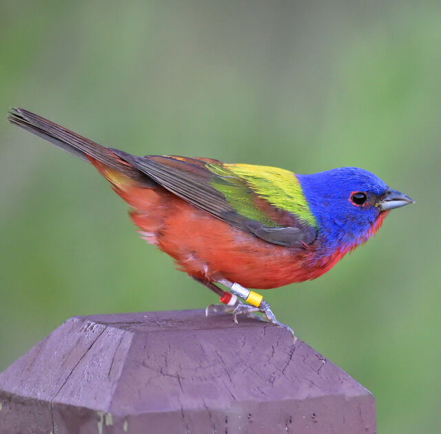 Painted Bunting