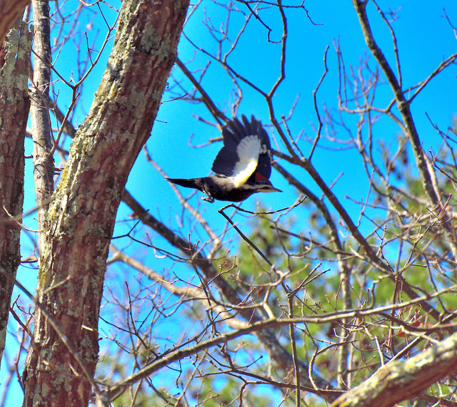 Pileated Woodpecker