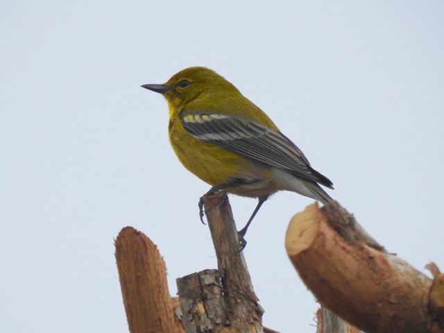 Pine Warbler