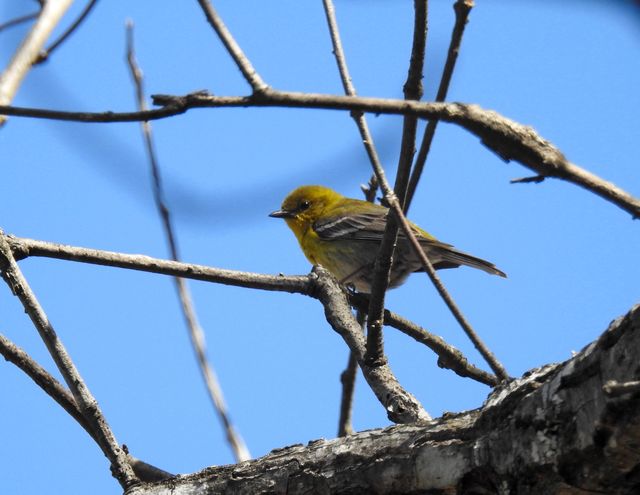 Pine Warbler