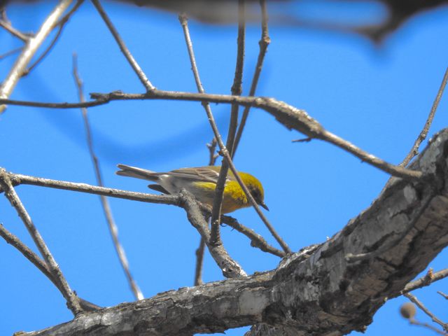 Pine Warbler