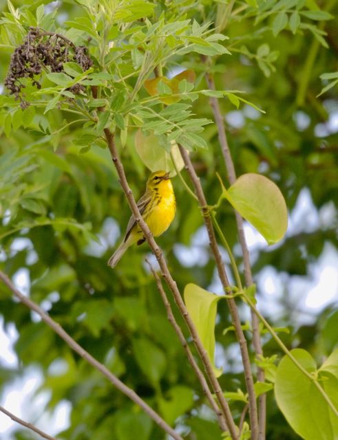 Prairie Warbler