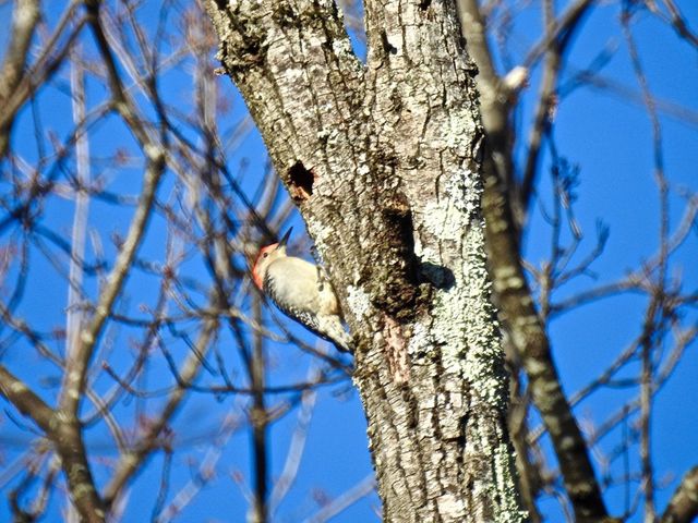 Red-bellied Woodpecker