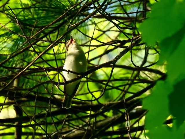 Red-eyed Vireo
