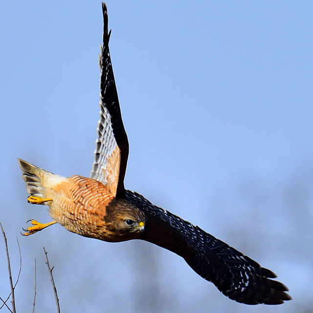 Red-shouldered Hawk