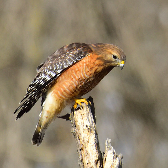 Red-shouldered Hawk
