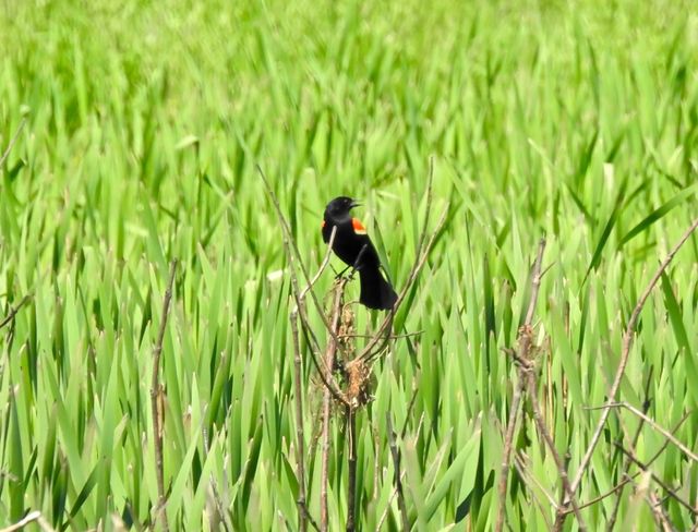 Red-winged Blackbird