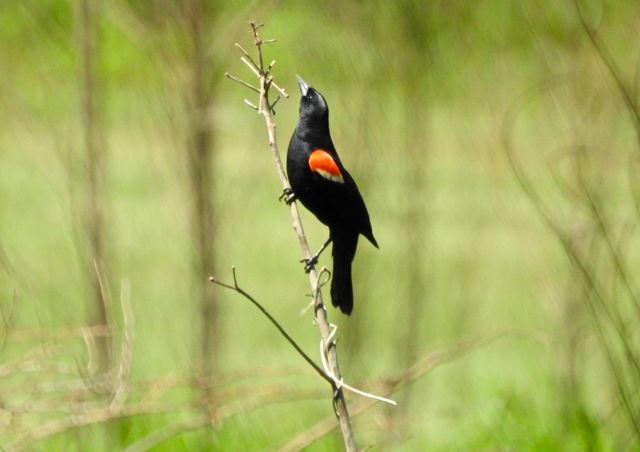 Red-winged Blackbird