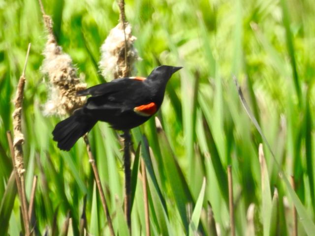 Red-winged Blackbird