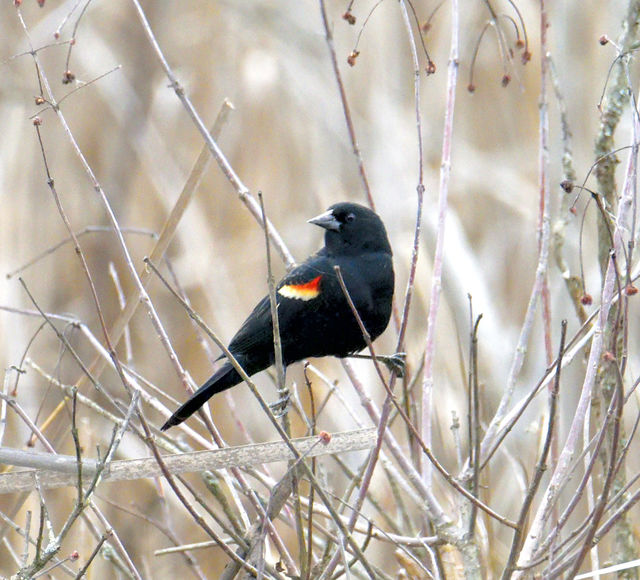 Red-winged Blackbird