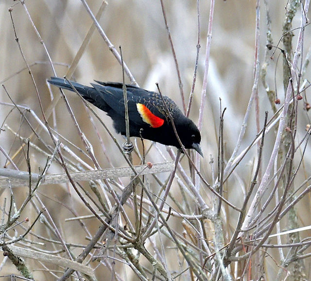 Red-winged Blackbird