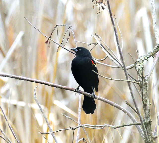 Red-winged Blackbird