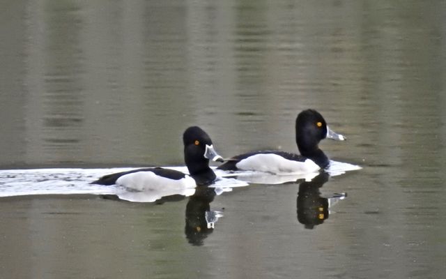 Ring-necked Duck