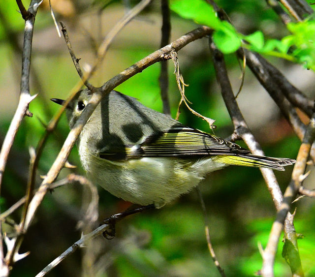 Ruby-crowned Kinglet