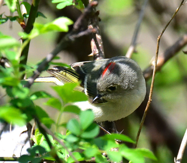 Ruby-crowned Kinglet