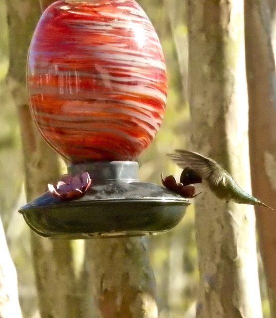 Ruby-throated Hummingbird