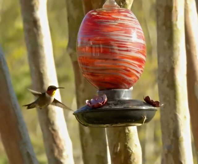 Ruby-throated Hummingbird