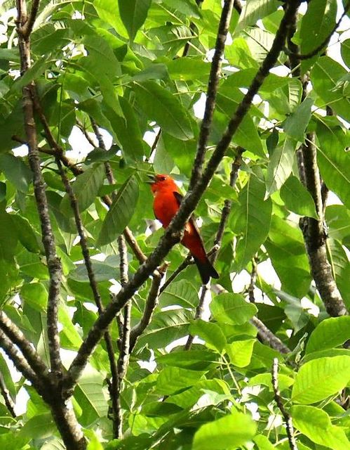 Scarlet Tanager