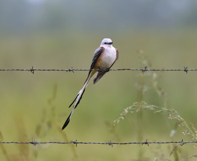 Scissor-tailed Flycatcher