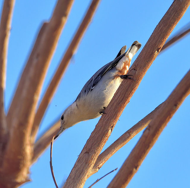 White-breasted Nuthatch