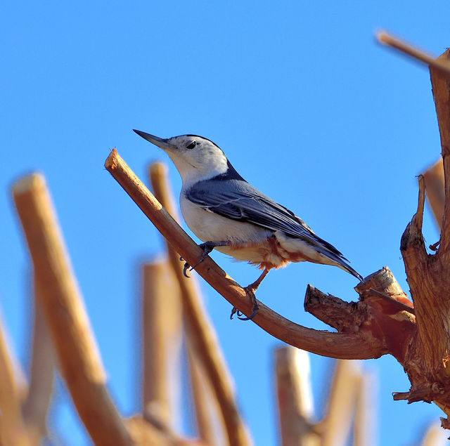 White-breasted Nuthatch