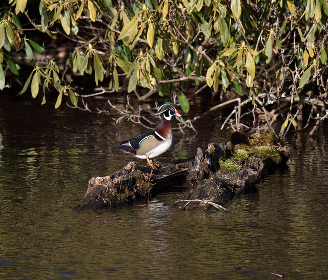 Wood Duck