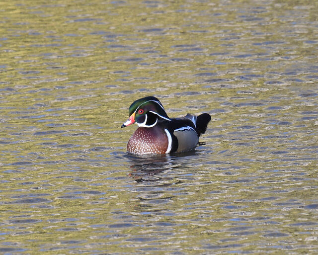 Wood Duck