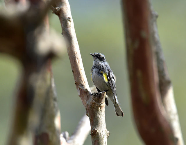 Yellow-rumped Warbler