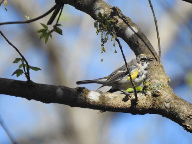 Yellow-rumped Warbler