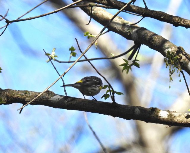 Yellow-rumped Warbler