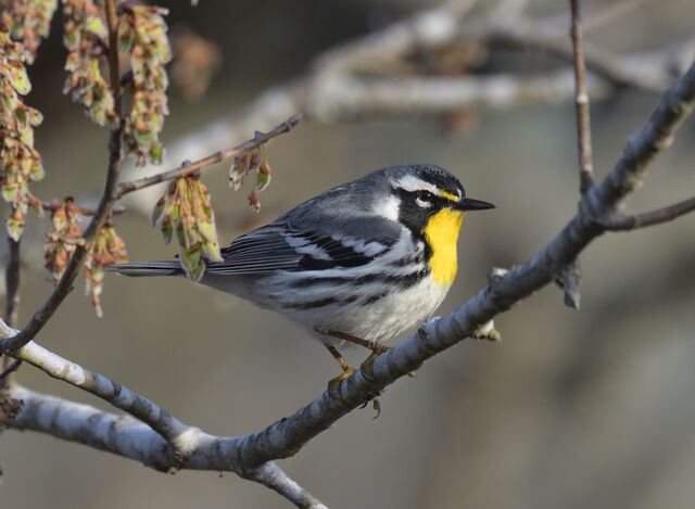 Yellow-throated Warbler