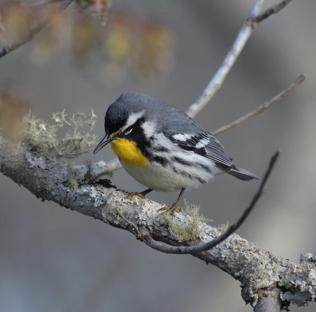 Yellow-throated Warbler