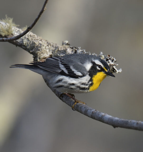 Yellow-throated Warbler