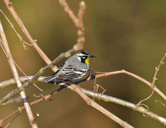 Yellow-throated Warbler