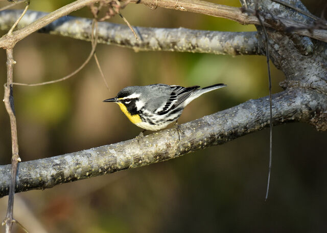 Yellow-throated Warbler