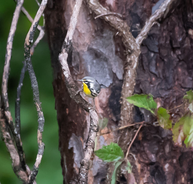 Yellow-throated Warbler