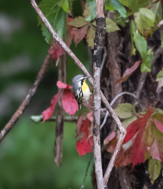 Yellow-throated Warbler