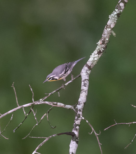 Yellow-throated Warbler