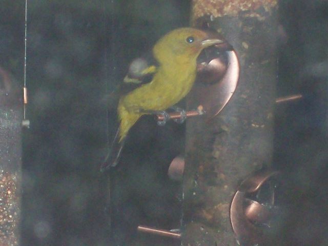 Western Tanager