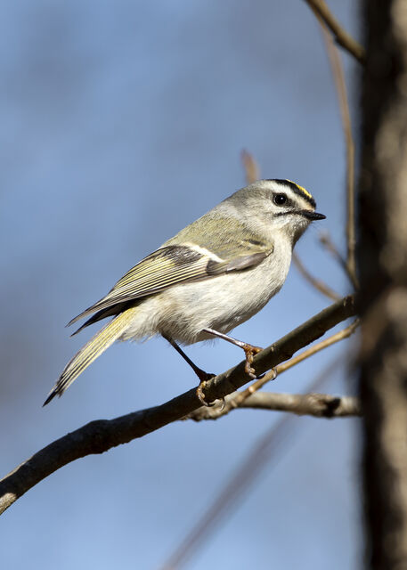 Golden-crowned Kinglet