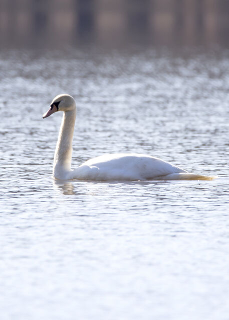 Mute Swan