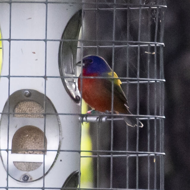 Painted Bunting