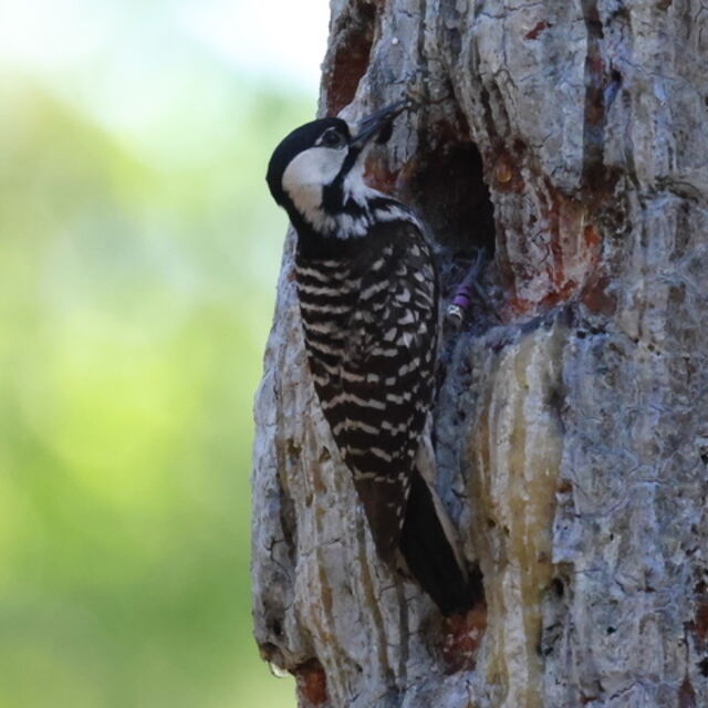 Red-cockaded Woodpecker