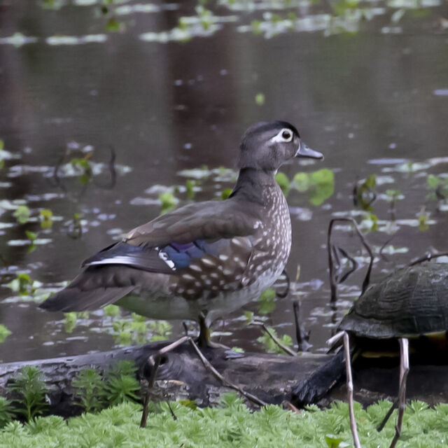 Wood Duck