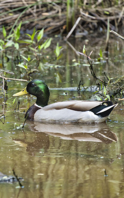 Mallard