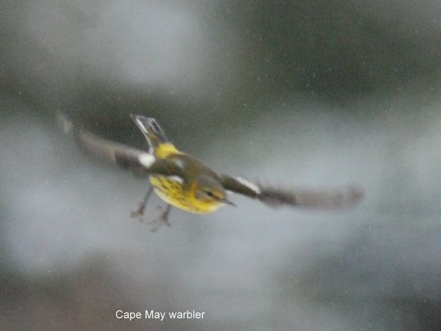 Cape May Warbler
